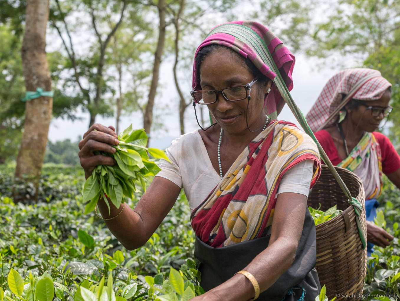 Indian women beneficiaries wearing glasses while picking tea in the PROSPER trial