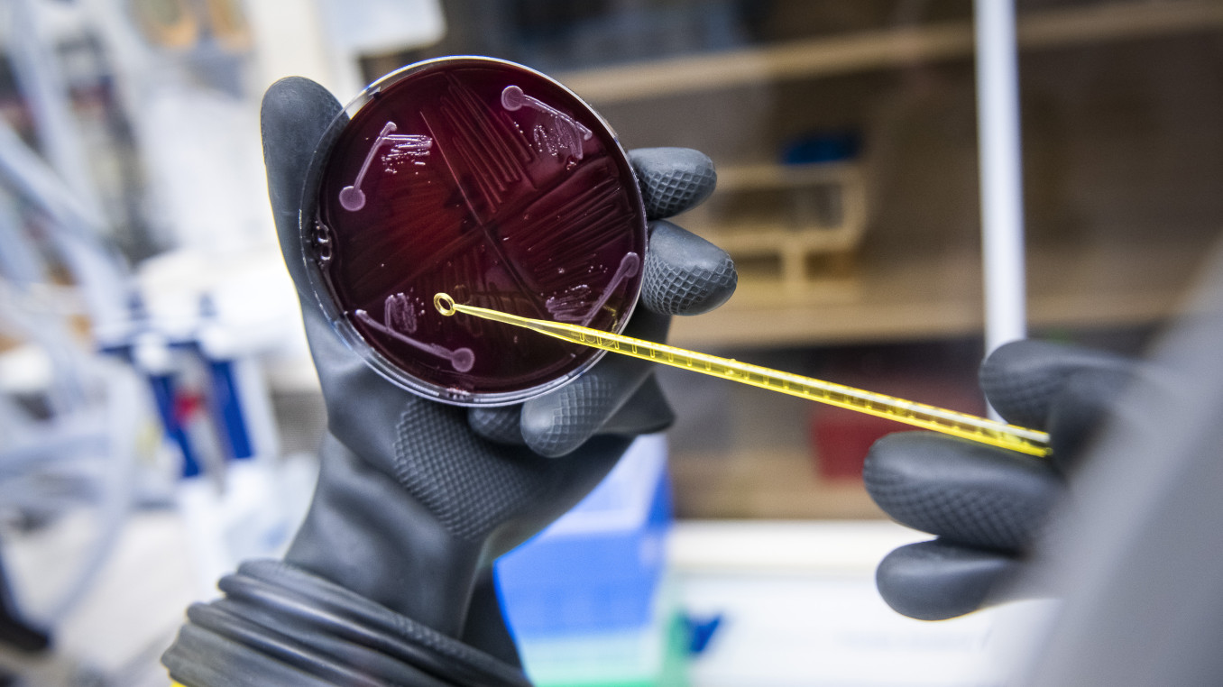 A bacterial isolate from the human microbiome growing on a petri dish in the laboratory.